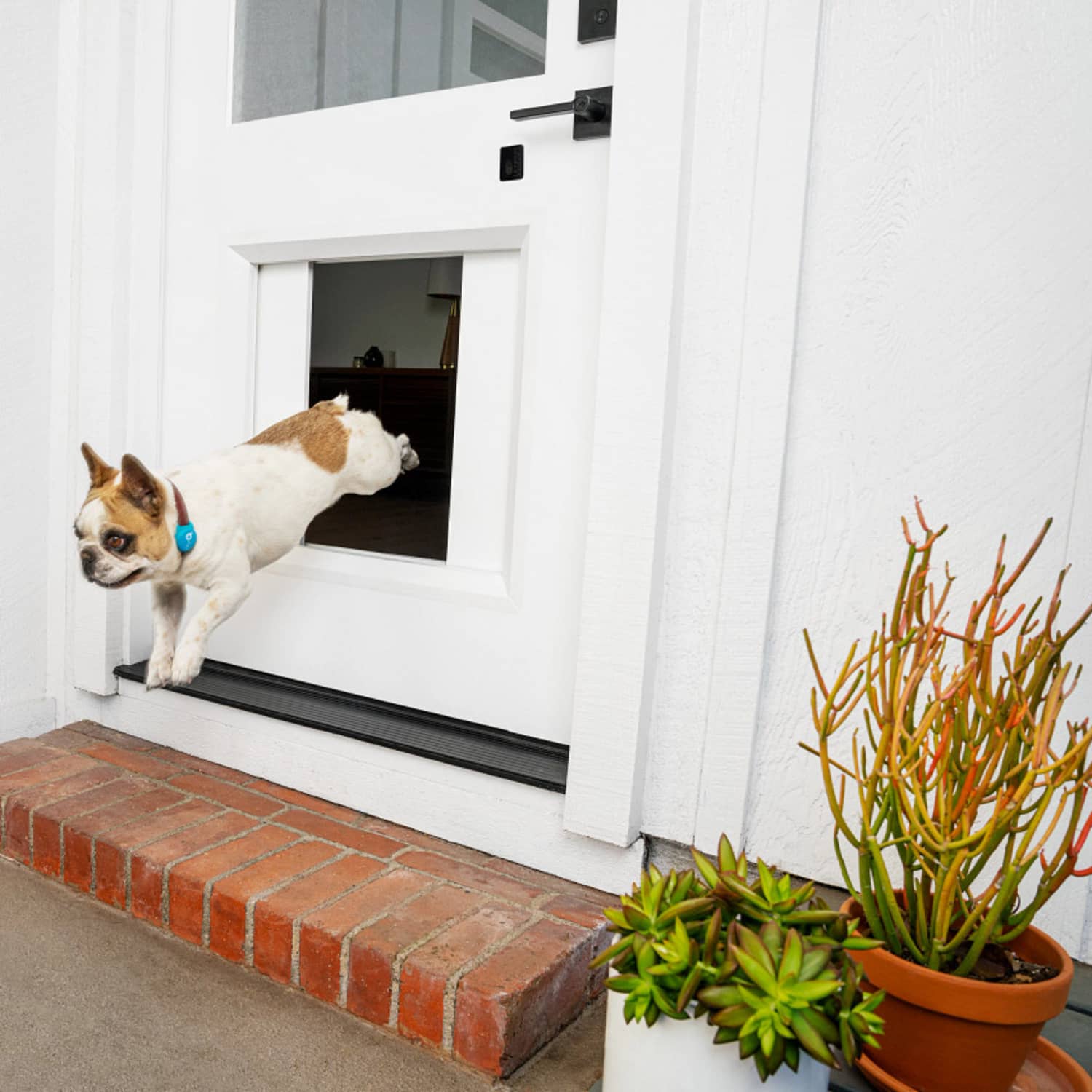 Outside dog door online
